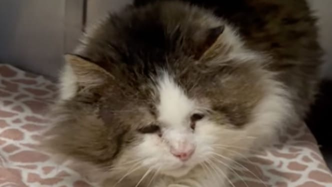 Big Ben le chat