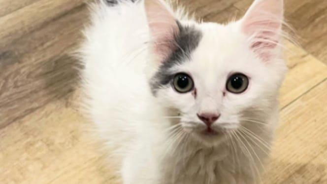 De kitten Big Heart