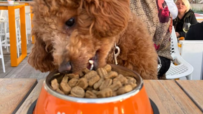 Bij dit restaurant bestellen honden gewoon van de kaart