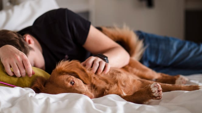 Bijna de helft van de Nederlanders slaapt met hun huisdier in bed