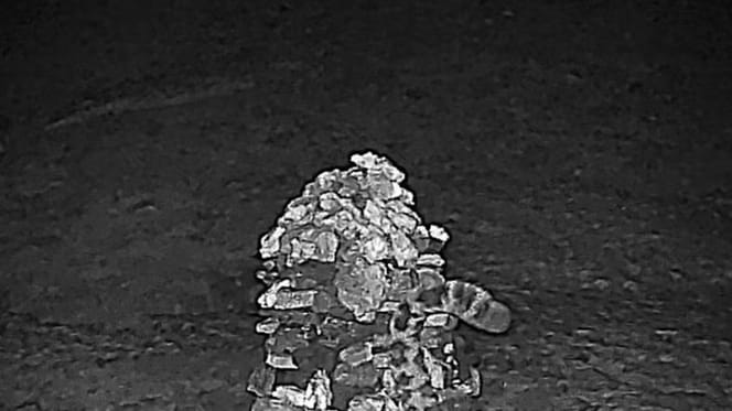 Camera trap image in the Himalayas