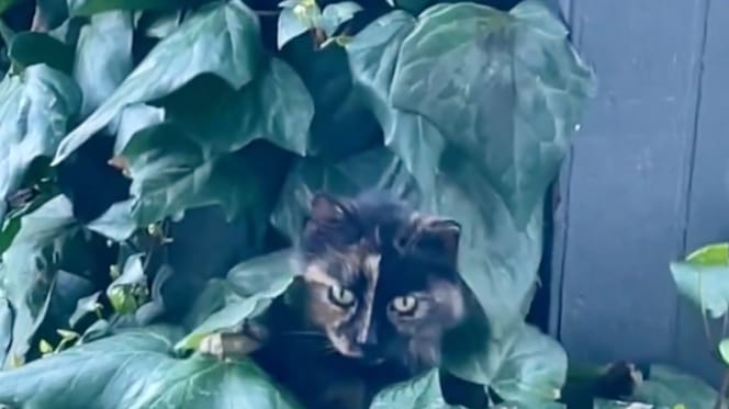 Birdie die Katze