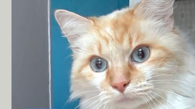 Biscuit il gattino