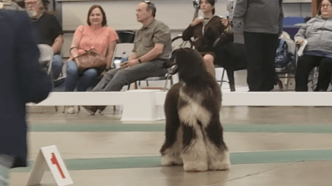 Lebrel afgano negro de pie en una exposición canina