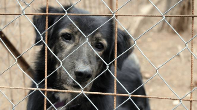 Black and tan dog in rescue