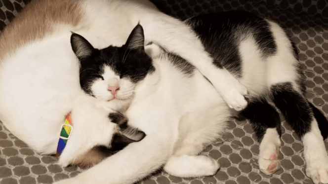 Black and white cat curled up with brown and white cat