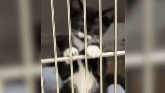 Black and white kitten in shelter cage