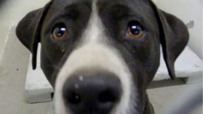 black and white pitbull type dog