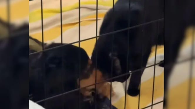 Black cat and dachshund