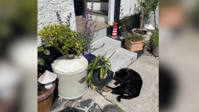 Gato negro en el jardín y gato blanco en la maceta