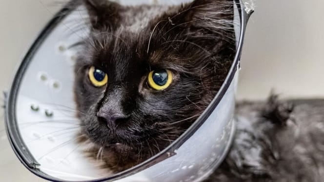 Black cat wearing medical cone