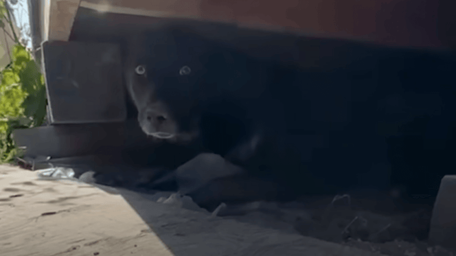 Black dog hiding under a house