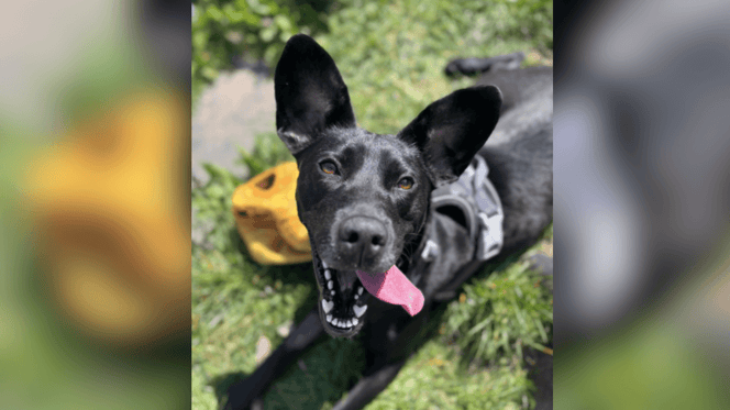 Black dog in rescue