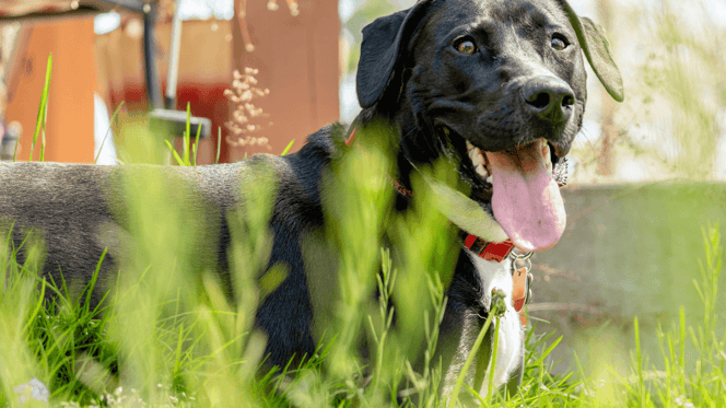 Black dog panting in the heat
