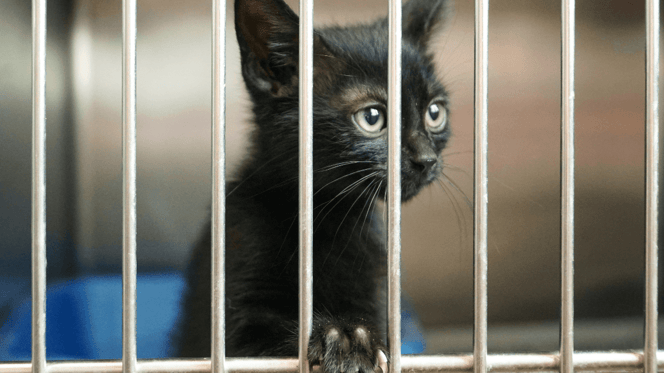 Black kitten behind cage door