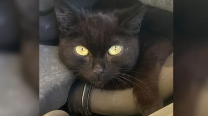 Black kitten found in workshop