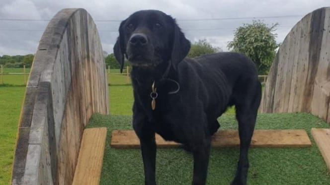 Black labrador