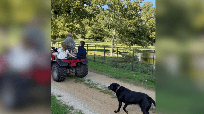 Black Labrador Pula follows Prince Harry, Lillibet and Archie in field