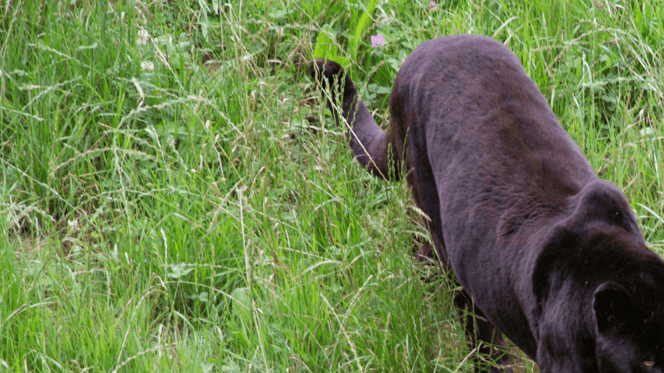 Black Leopard walking through grass in field