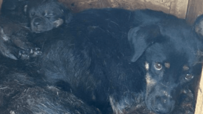 Black mother dog with puppy in the pound