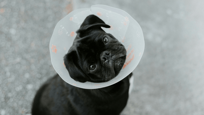Black put with Elizabethan collar