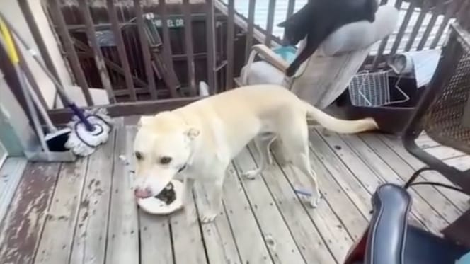 Blanco the dog