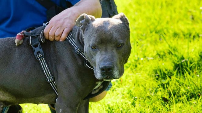 Blue, chien à adopter