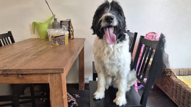 Bo is op zoek naar een nieuw thuis? Adopteer jij hem?