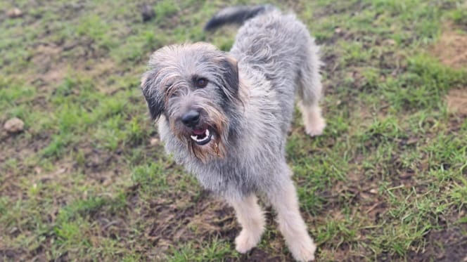 Bobby is op zoek naar een nieuw thuis? Ben jij diegene die hem adopteert?