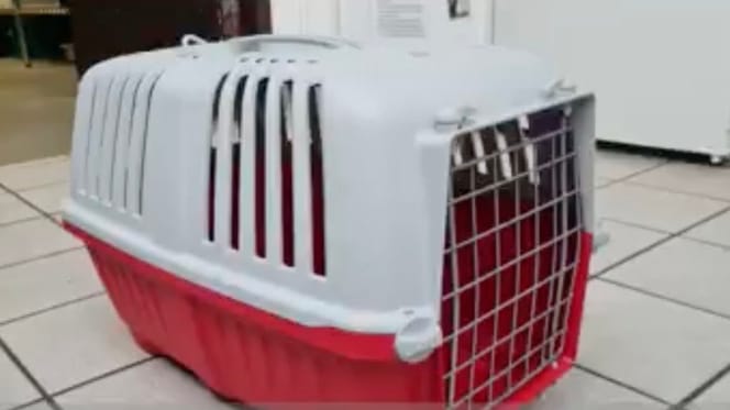Transportbox