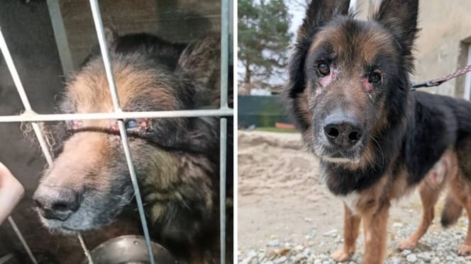 Bols, owczarek niemiecki, który przeżył piekło