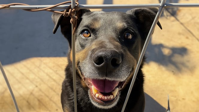 Bolt wacht al 7 jaar in het asiel, wie adopteert deze lieve hond?