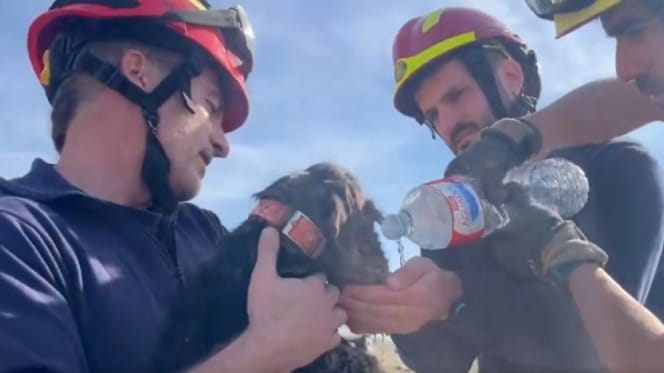 bomberos-madrid-rescatan-perrita-madriguera