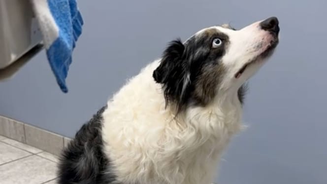 Border Collie