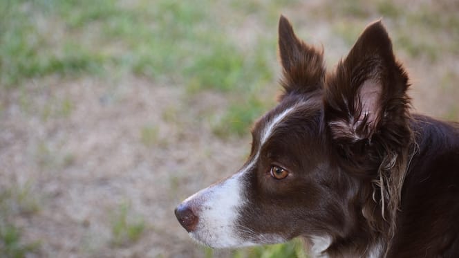 border collie