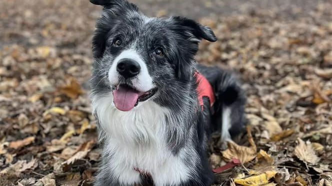 Border Collie Baco redt bewusteloze man