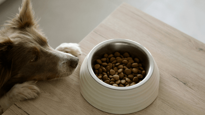 Border Collie looking at food bowl