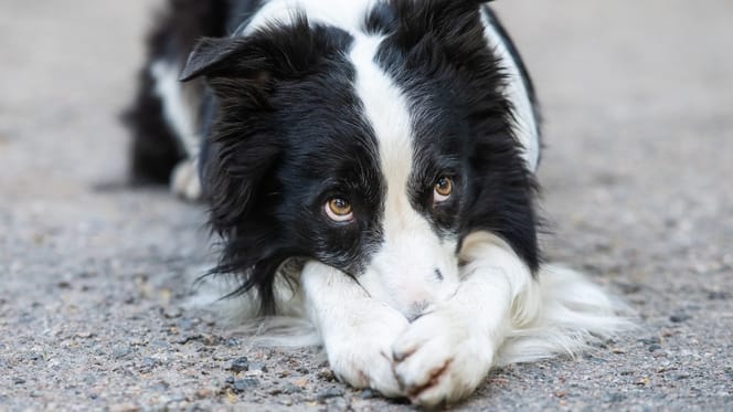 Border Collie macht "schäm dich"