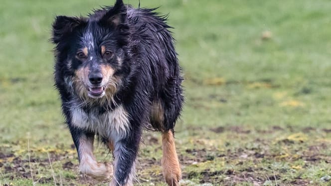 Border Collie type dog walking in field