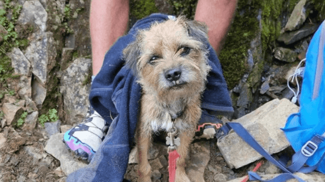 Border Terrier found alive after being lost for 19 days