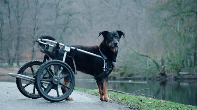 Boris de straathond in Curacao loopt nu in Arnhem rond met een rolstoel