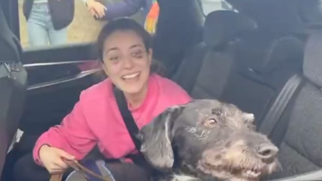 Boro chien accident Espagne