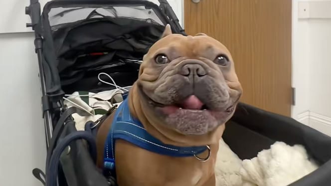 Französische Bulldogge
