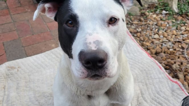 Bowie le chien
