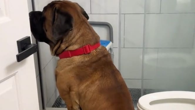 Bowser le chien