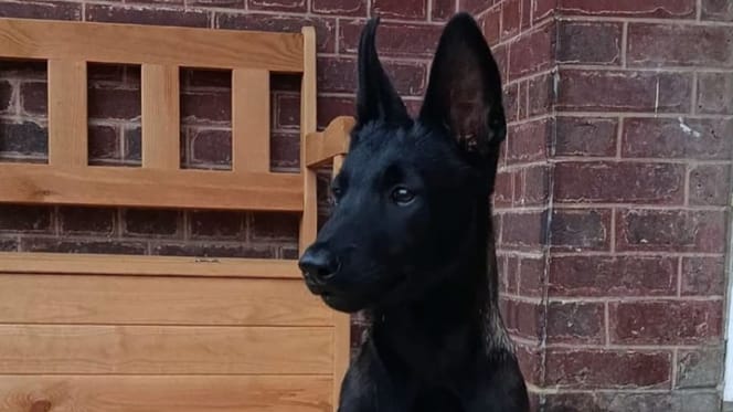 Brako le chien policier
