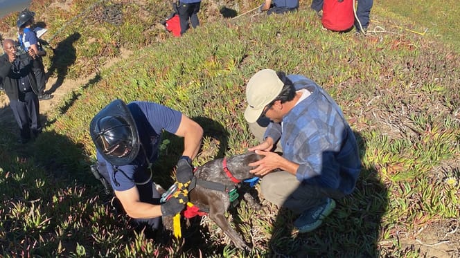 Brandweer San Francisco redt hond van klif