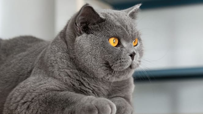 British Shorthair
