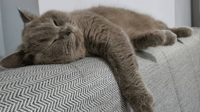 do british shorthairs shed: British Shorthair resting on the sofa