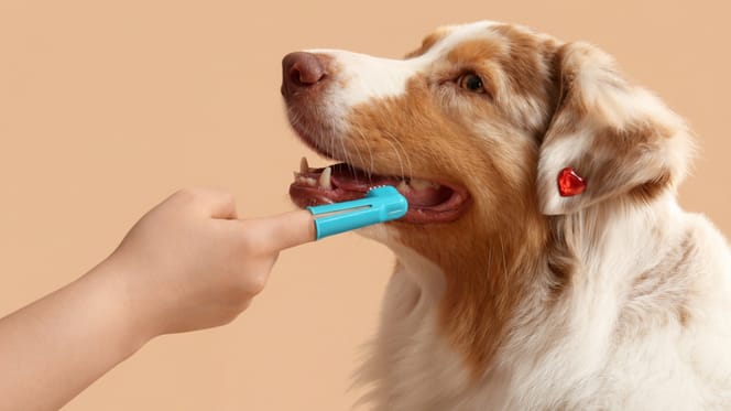 Brosser les dents de son chien